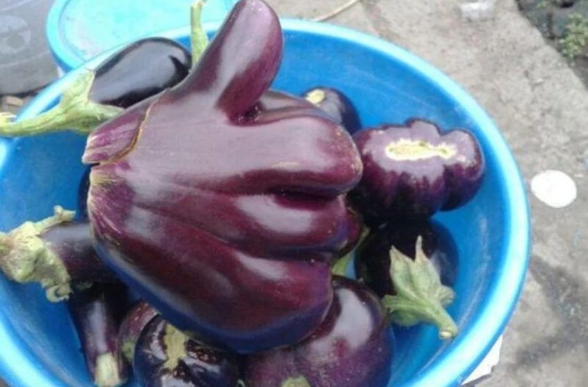  مفاجأة.. دراسة: نصف ثمرة باذنجان تعادل 3 ساعات تدخين سجائر