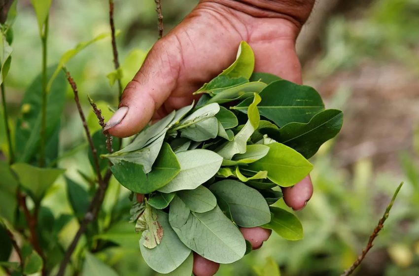  تعرف على فوائد الكوكايين!!!