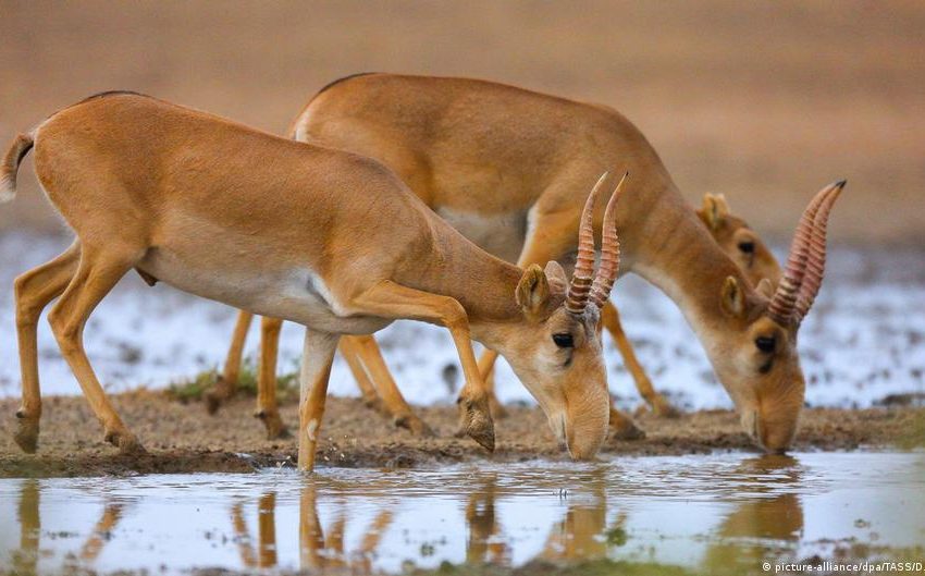  مخلفات حيوانات مهددة بالانقراض تساهم في علاج مرض مزمن.. كيف!