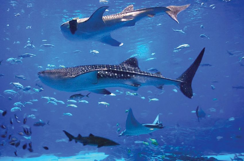  طوله 12 مترا.. أبرز المعلومات عن القرش الحوتي بعد ظهوره بمرسى علم