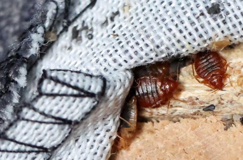 البق في فرنسا.. طرق مكافحة حشرة الفراش