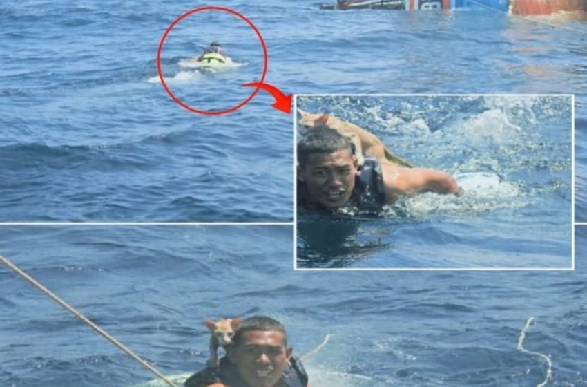  بحار تايلاندى ينقذ أربعة قطط صغيرة كانت عالقة على متن سفينة صيد محترقة